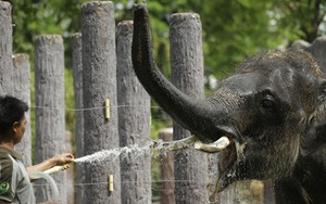 Động vật trong các vườn thú Thái Lan gặp nguy vì Covid-19