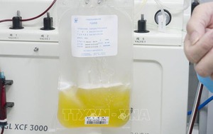 Liên minh CoVIg Plasma thử nghiệm điều trị bệnh nhân COVID-19 bằng huyết tương