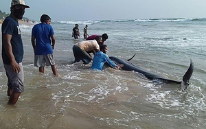 Phát hiện gần 100 cá hoa tiêu chết do bị mắc cạn tại New Zealand