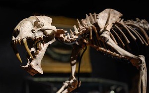 Đấu giá bộ xương hổ răng kiếm hóa thạch gần 40 triệu năm tuổi