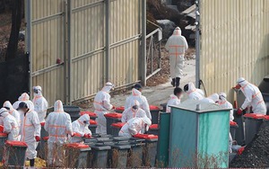 Hàn Quốc phát hiện thêm hai ca nhiễm cúm gia cầm độc lực cao