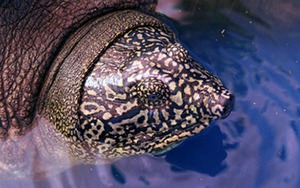 Cá thể rùa ở Đồng Mô, Hà Nội là loài rùa Hoàn Kiếm, giống cái