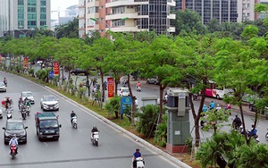 Hà Nội sắp hoàn thành kế hoạch trồng 600.000 cây xanh