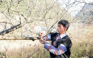 Sơn La thực hiện cấp tem chứng nhận cho giống đào rừng do người dân trồng