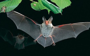 Loài dơi ở Lào mang virus tương tự virus SARS-CoV-2