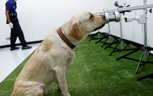 Dùng chó đánh hơi virus – một giải pháp giảm tải cho hệ thống xét nghiệm Covid-19
