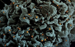 'Omicron tàng hình' đã xuất hiện ở khoảng 50 nước