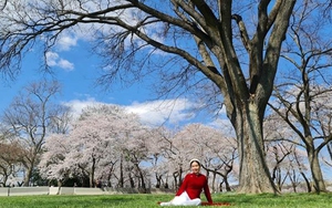 Hình ảnh Thủ đô Washington vào mùa lễ hội hoa anh đào​