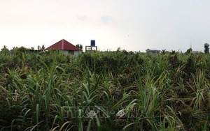 Sơn La: Điều tra vụ một nam sinh tử vong trên nương mía