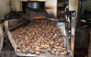 Việt Nam giành lại được toàn bộ lô hạt điều bị mất kiểm soát tại Italy