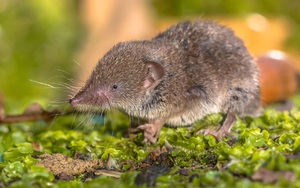 Chưa có bằng chứng virus Langya lây từ người sang người