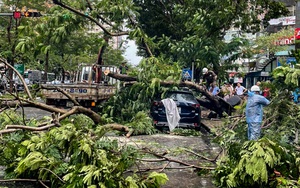 Hà Nội: Không có thương vong về người trong vụ cây đổ trúng ô tô