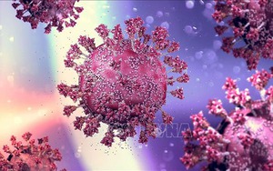 WHO thông báo kết quả nghiên cứu dòng phụ BA.3 của biến thể Omicron