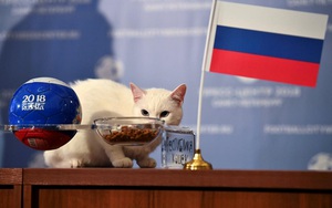 Mèo Achilles, 'nhà tiên tri' ở World Cup 2018