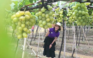 MC Phí Linh tiết lộ lý do 'bỏ phố' về Ninh Thuận hái nho