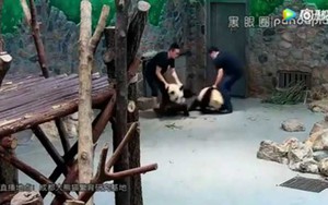 VIDEO: Gấu trúc bị quăng quật, dập đầu xuống đất