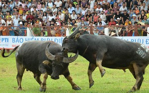 Lễ hội Chọi trâu Đồ Sơn 'tái xuất' sau sự cố chết người với một loạt thay đổi