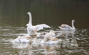 Chiêm ngưỡng thiên nga lần đầu tiên xuất hiện tại Hồ Gươm