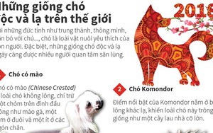 Top 10 giống chó 'độc và lạ' trên thế giới: Bạn đã thử tìm nuôi?