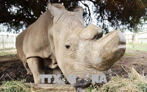 Con tê giác trắng phương Bắc đực cuối cùng trên thế giới đã chết