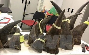 'Trùm' buôn lậu sừng tê giác Nguyễn Mậu Chiến sẽ lĩnh bản án cao hơn?