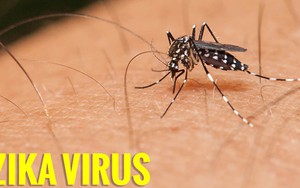 Trung Quốc phát hiện trường hợp nhiễm virus Zika đầu tiên