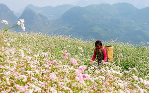 Hà Giang tổ chức Lễ hội Hoa Tam giác mạch năm 2018