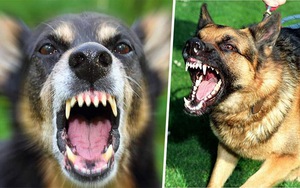 Cháu bé 7 tuổi tử vong do bị cả đàn chó cắn