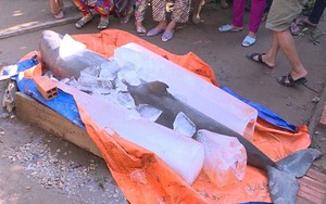 Bến Tre: Loài cá 'lạ' ngư dân bắt được là cá heo nước ngọt