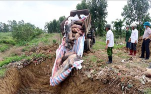 Nhiều địa phương phát hiện thêm ổ dịch tả lợn châu Phi