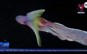 VIDEO Độc đáo bạch tuộc cầu vồng hiếm ở Philipines