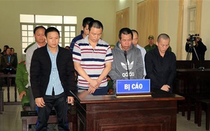 Xét xử sơ thẩm 7 đối tượng trong vụ hạ độc hàng ngàn cây thông ở Lâm Đồng