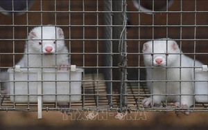 Dịch COVID-19: Hà Lan tiêu hủy thêm hai trang trại nuôi chồn nhiễm virus
