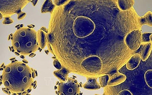 Mỹ: Hãng dược Becton Dickinson được cấp phép xét nghiệm nhanh kháng nguyên virus SARS-CoV-2