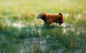 Đạo diễn phim 'Cậu Vàng' xin lỗi khán giả về những lời nói không đúng mực của admin fanpage