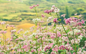 Lễ hội hoa Tam giác mạch 2020: Sắc hoa cao nguyên đá