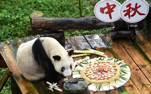 Con gấu trúc già nhất thế giới qua đời