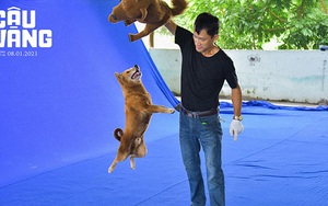 'Bật mí' thử thách khi huấn luyện Cậu Vàng trên phim trường