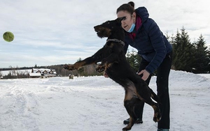 Khi các chú khuyển hào hứng phát hiện người mắc Covid-19