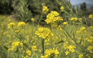 Bắc Bộ và Bắc Trung Bộ có mưa và dông, trời rét, đề phòng thời tiết nguy hiểm