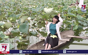 Đầm sen trắng ngoại thành Hà Nội khoe sắc hút khách