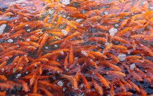 Nguồn gốc và ý nghĩa lễ cúng ông Công ông Táo 23 tháng Chạp