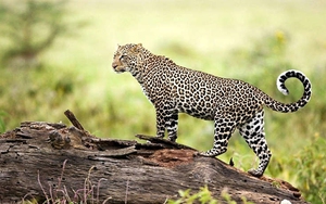 Nga bảo tồn thành công loài báo hiếm nhất thế giới