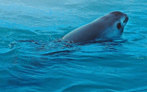 Mexico nỗ lực bảo vệ loài cá heo vaquita sắp tuyệt chủng