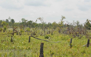 Vụ phá rừng quy mô lớn tại Đắk Lắk: Bắt tạm giam 28 đối tượng liên quan