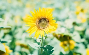 Nếu người yêu thuộc 3 con giáp này, bạn sẽ giàu lên từng ngày không phải lo tiền bạc