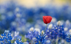 4 con giáp cuối năm 2022 đón vận may, công danh sự nghiệp lẫn tình duyên như ý