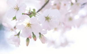 Dự đoán ngày 13/8/2022 của 12 con giáp: Sửu đừng mù quáng, Thìn dễ có va chạm, Ngọ thấy tổn thương