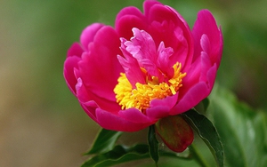 Dự đoán ngày 13/8/2022 của 12 con giáp: Mùi can đảm, Ngọ may mắn, Sửu có quý nhân