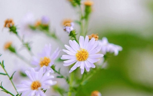 Dự đoán tuần mới cho 12 con giáp: 3 tuổi mọi sự thành công, tình yêu như ý